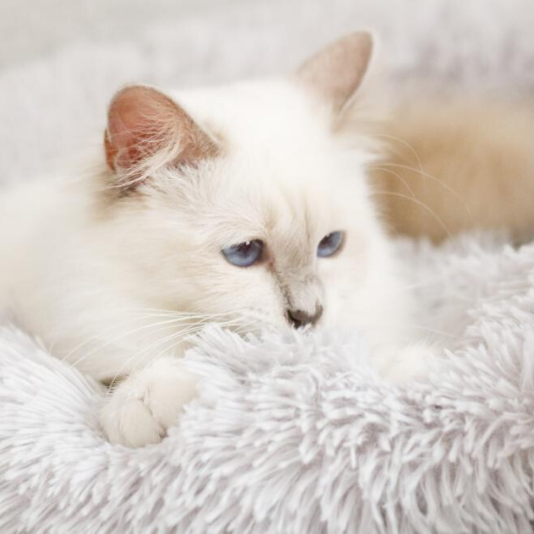 Kuscheliges Katzenbett - Ultra Weich