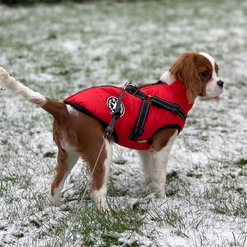 Parka Impermeabilă Pentru Câini - Protecție & Stil