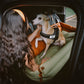 Silla de Auto para Perro – Confort y Protección 